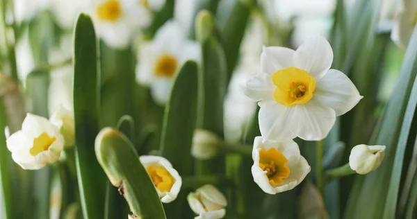 Νάρκισσος Λευκό Λουλούδια Στον Κήπο — Φωτογραφία Αρχείου