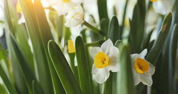 Fiori Bianchi Narciso Giardino — Foto Stock