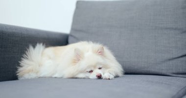 Pomeranian köpek evde kanepede uyuyor 