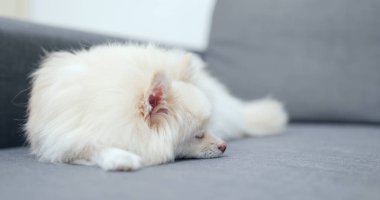 Pomeranian köpek kanepede uyuyor 