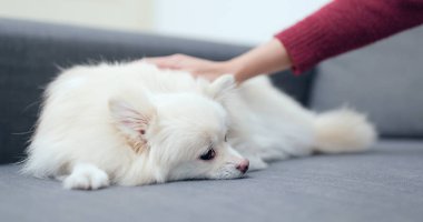 Köpeğini evde el touch 