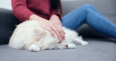 Evde beslenen hayvan sahip köpeğini üzerinde masaj 