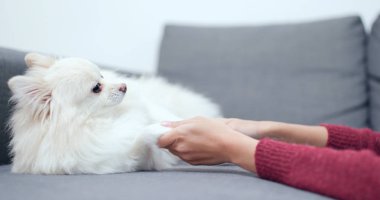 Pomeranian köpekle oynamayı kadın 