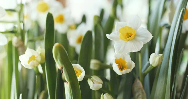 Bahçe Beyaz Nergis Çiçeği — Stok fotoğraf