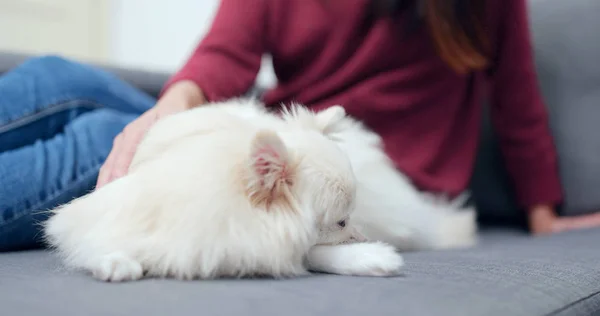 Masaje Propietario Mascotas Perro — Foto de Stock