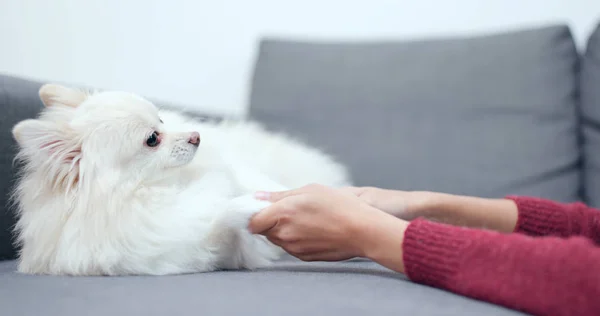 Wanita Bermain Dengan Anjing Pomeranian — Stok Foto