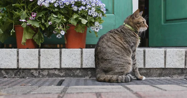 Sokak Kedisi Açık Oturma — Stok fotoğraf