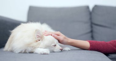 Köpeğini evde beslenen hayvan sahip touch 