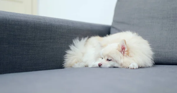 Pomeranian Cão Dormindo Sofá — Fotografia de Stock