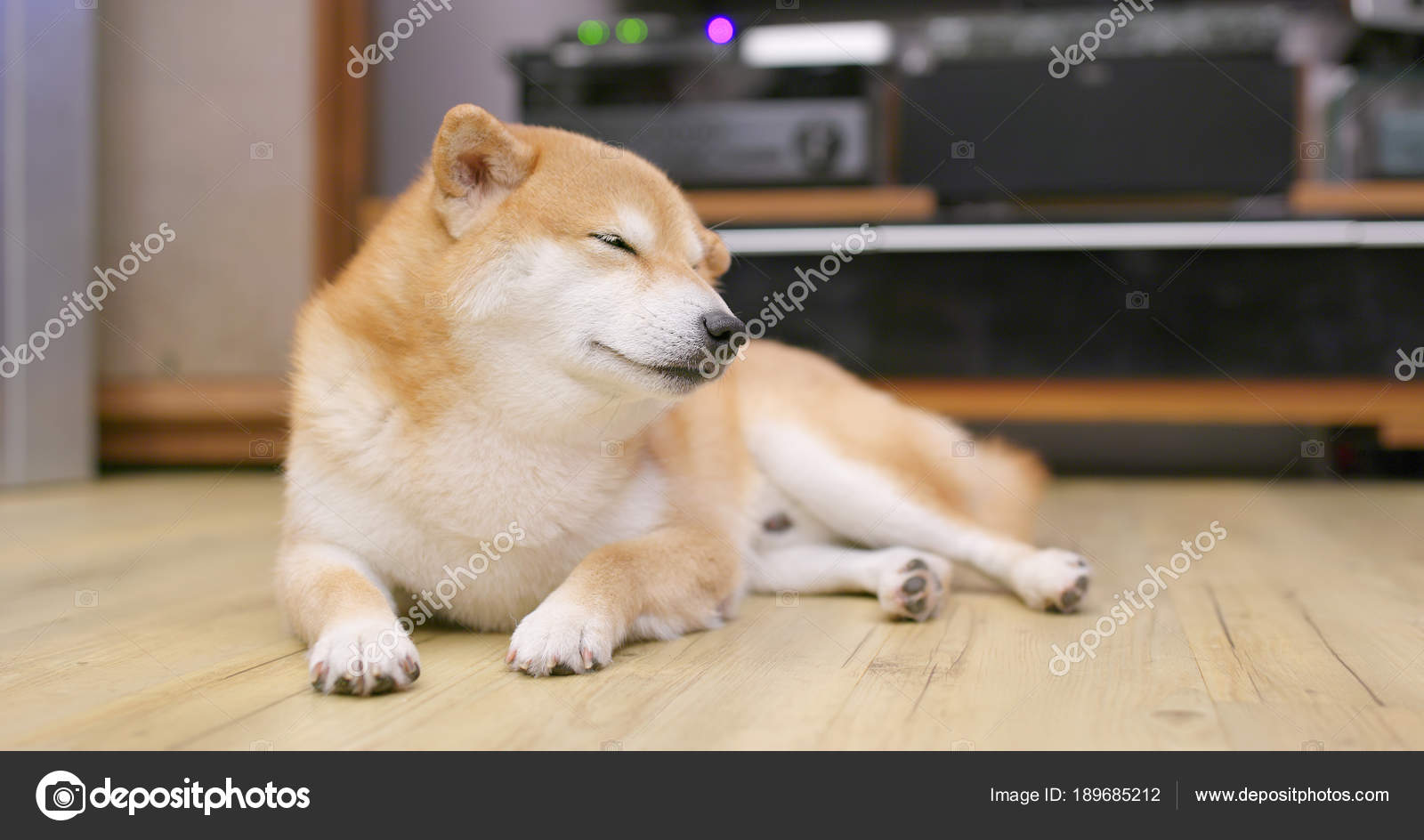 柴犬写真素材 ロイヤリティフリー柴犬画像 Depositphotos 柴犬写真素材 ロイヤリティフリー柴犬画像 Depositphotos