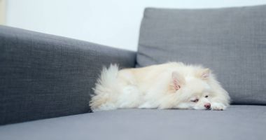 Pomeranian köpek kanepede uyuyor 