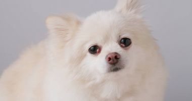 Pomeranya köpeği kameraya bakıyor 