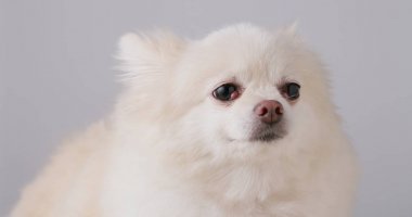 Beyaz pomeranian köpek suratı