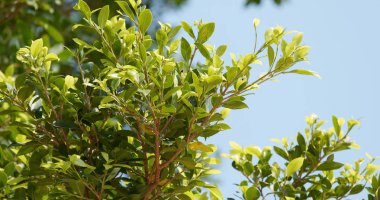 Yeşil bitki ağaç yakın çekim