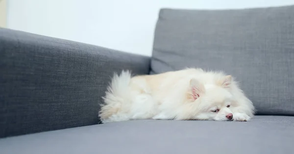 Pomerania Perro Durmiendo Sofá — Foto de Stock