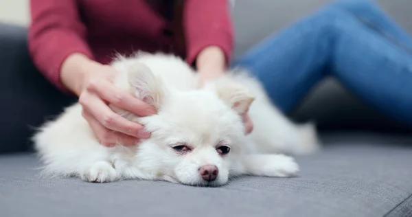 Pet Proprietário Toque Seu Animal Estimação Casa — Fotografia de Stock