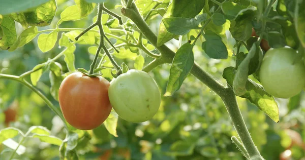 Pomodori Freschi Nei Rami Dell Azienda Agricola — Foto Stock