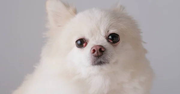 Weißes Pommersches Hundegesicht — Stockfoto
