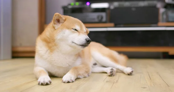 Shiba Cão Dormir Casa — Fotografia de Stock