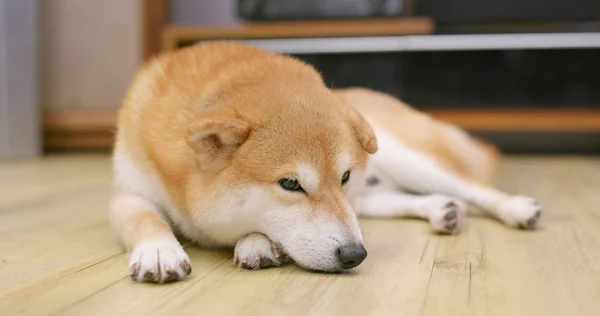 芝犬睡眠自宅 — ストック写真