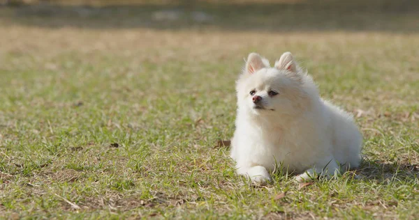 Pomeranian Σκύλος Κάθεται Στο Καταπράσινο Γρασίδι Στο Πάρκο — Φωτογραφία Αρχείου