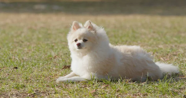 Cão Bonito Pomeranian Deitado Grama — Fotografia de Stock