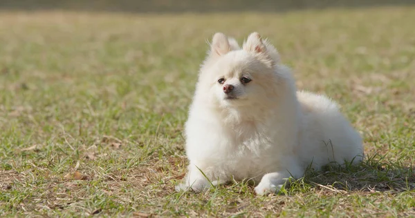 Söt Pomeranian Hund Liggande Gräset — Stockfoto