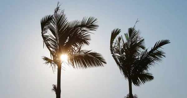 Groene Palmbomen Met Zonlicht — Stockfoto