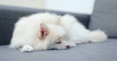 Pomeranian köpek kanepede uyuyor 
