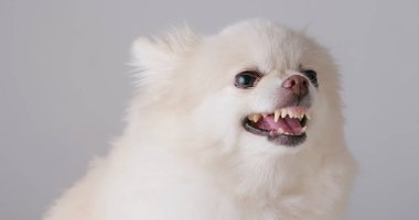 Pomeranian köpek duygu kızgın beyaz 