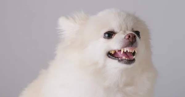 Branco Cão Pomerânia Sentindo Raiva — Fotografia de Stock