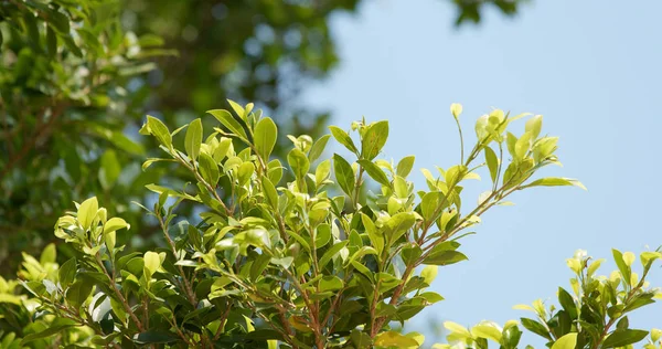 Green Plant Tree Branches — Stock Photo, Image