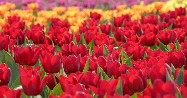 Bellissimo Campo Tulipano Colorato — Foto Stock