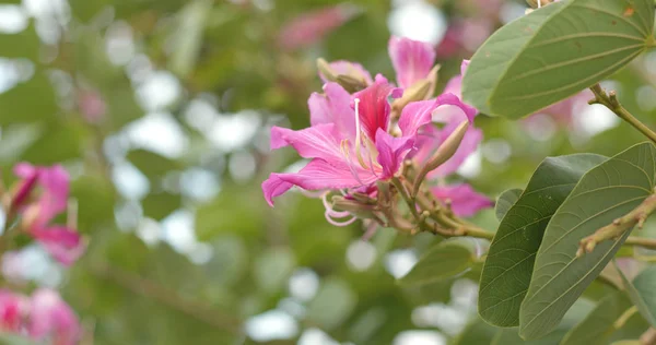 stock image Pink Bauhinia flowers in garden 