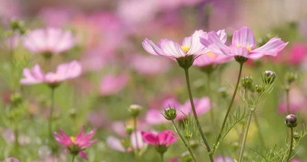 ピンクのコスモスの花ファーム — ストック写真