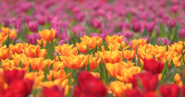 Mooie Verse Tulpen Veld — Stockfoto