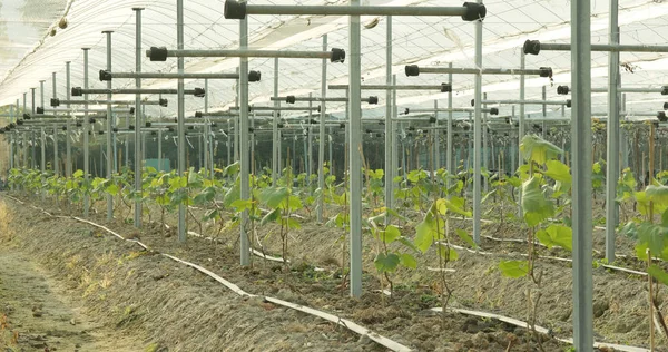 Новое Покрытие Зеленой Виноградной Фермы — стоковое фото