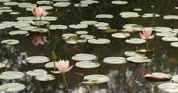 Flores Nenúfar Rosadas Lago —  Fotos de Stock