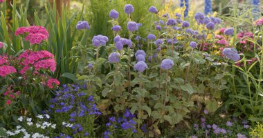 Güzel çiçek alan yakın çekim