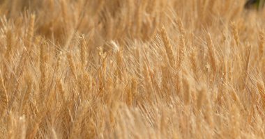 Altın buğday tarlası yakın.