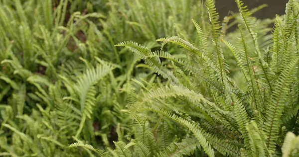 Yeşil Fern Yakın Kadar Bitki — Stok fotoğraf