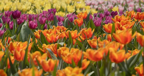 Giardino Colorato Fiori Tulipano — Foto Stock