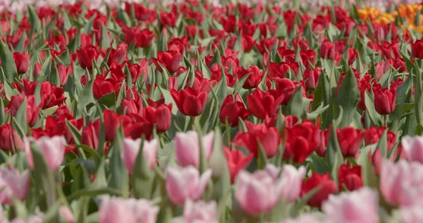 Hermosa Granja Flores Tulipán — Foto de Stock