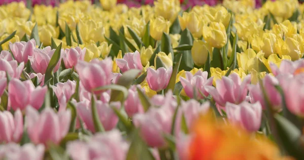 Campo Flores Tulipán Colorido — Foto de Stock