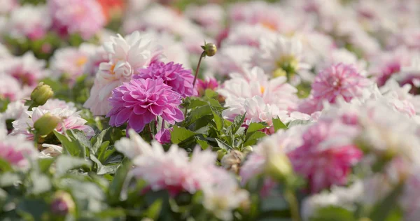 Vackra Dahlia Blommor Närbild — Stockfoto