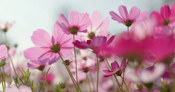 コスモス花畑をクローズ アップ — ストック写真
