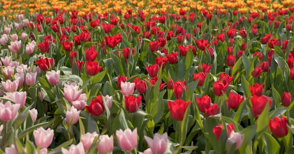 Buquê Flores Tulipa Coloridas — Fotografia de Stock
