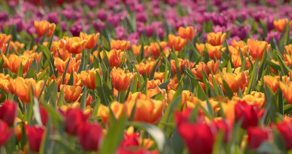 Beautiful Tulip Flowers Park — Stock Photo, Image