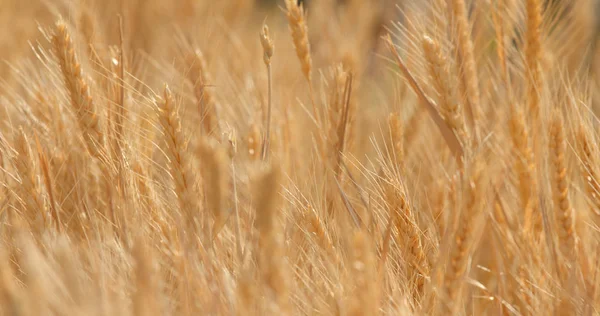 Campo Trigo Dorado Cerca — Foto de Stock