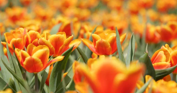 Colorful Tulip Followers Field — Stock Photo, Image